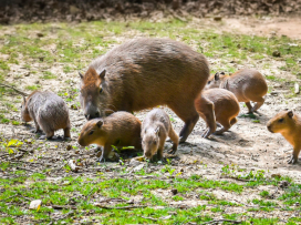 Love Story: The capybara couple to welcome sextuplets!