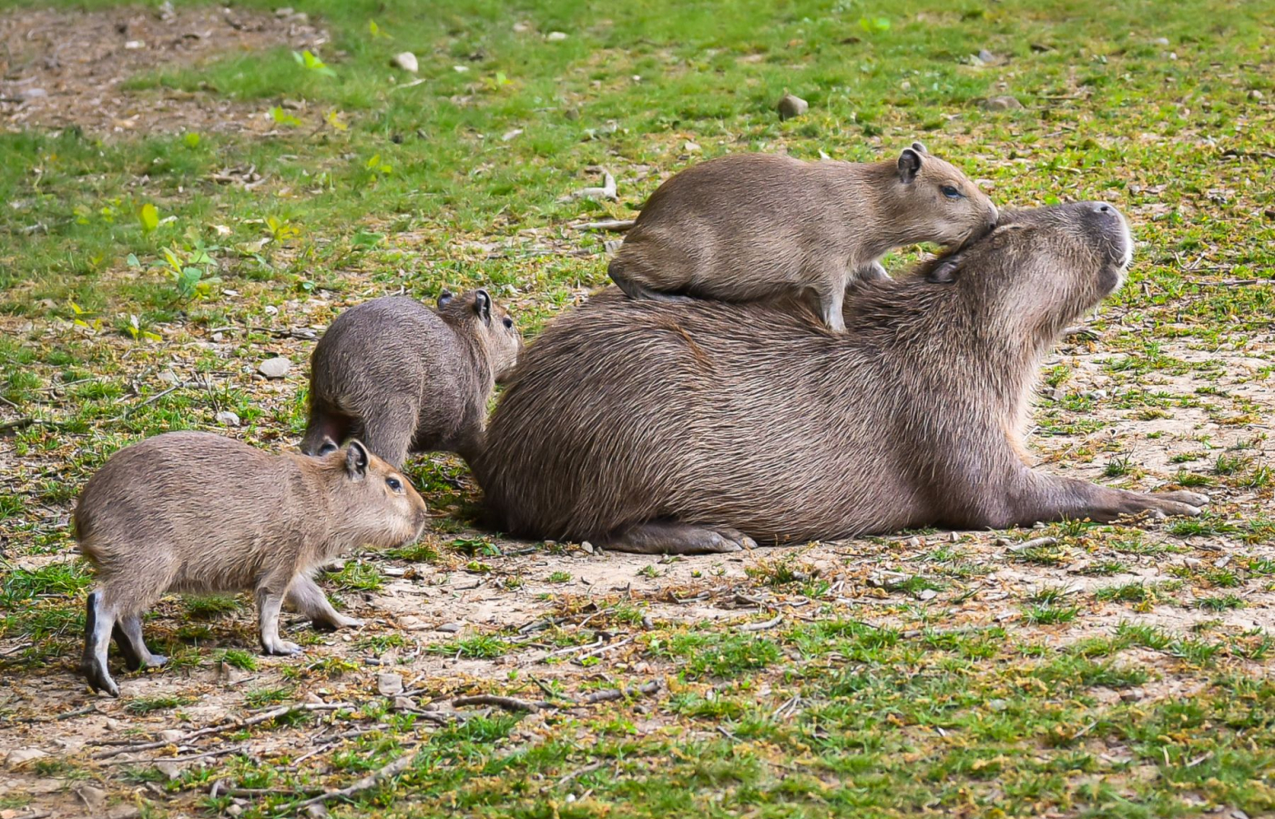 Love Story: The capybara couple to welcome sextuplets!