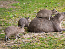 Love Story: The capybara couple to welcome sextuplets!