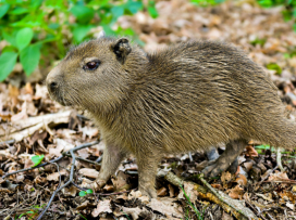 Love Story: The capybara couple to welcome sextuplets!