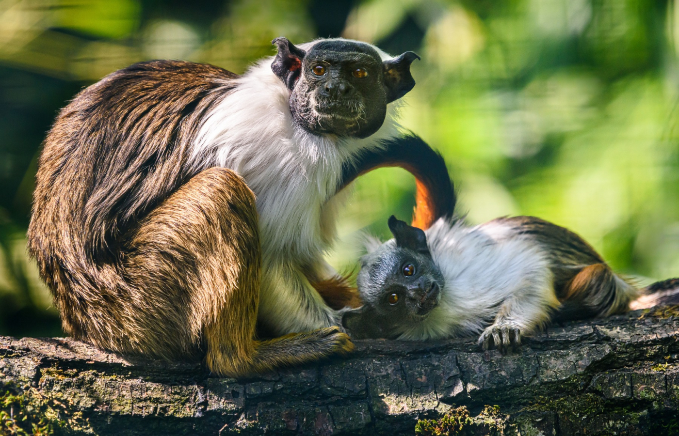The baby of the critically endangered pied tamarin is thriving