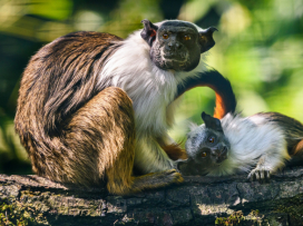 The baby of the critically endangered pied tamarin is thriving