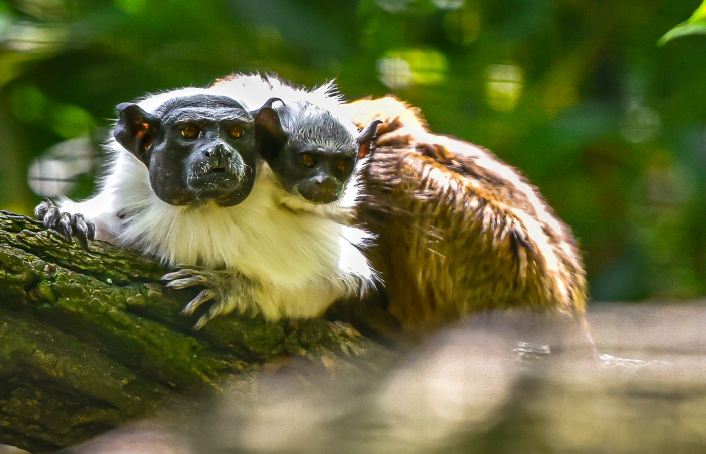 The baby of the critically endangered pied tamarin is thriving
