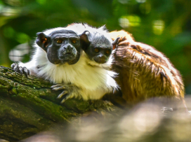 The baby of the critically endangered pied tamarin is thriving