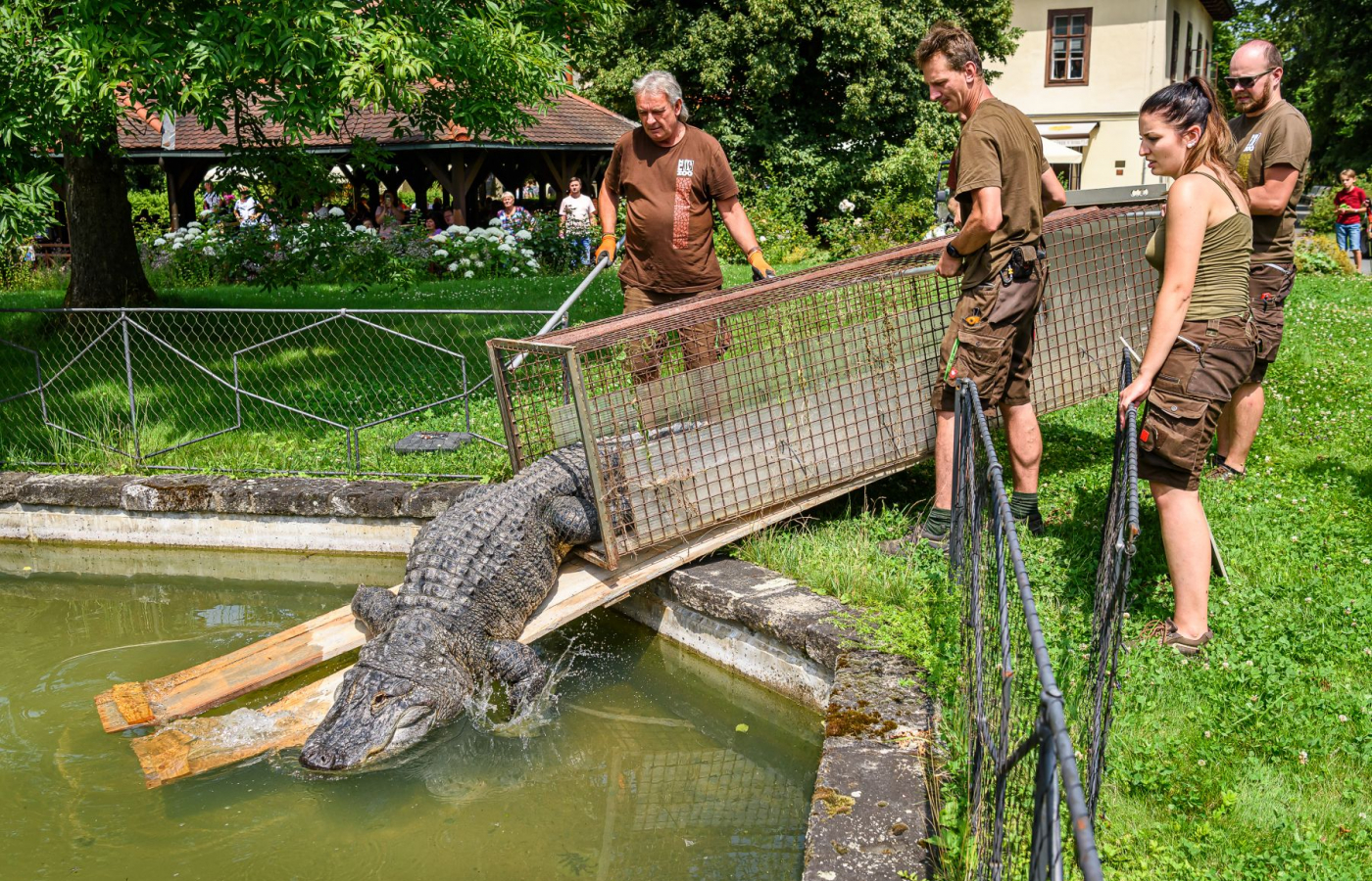 Aligátoři opět v letní expozici