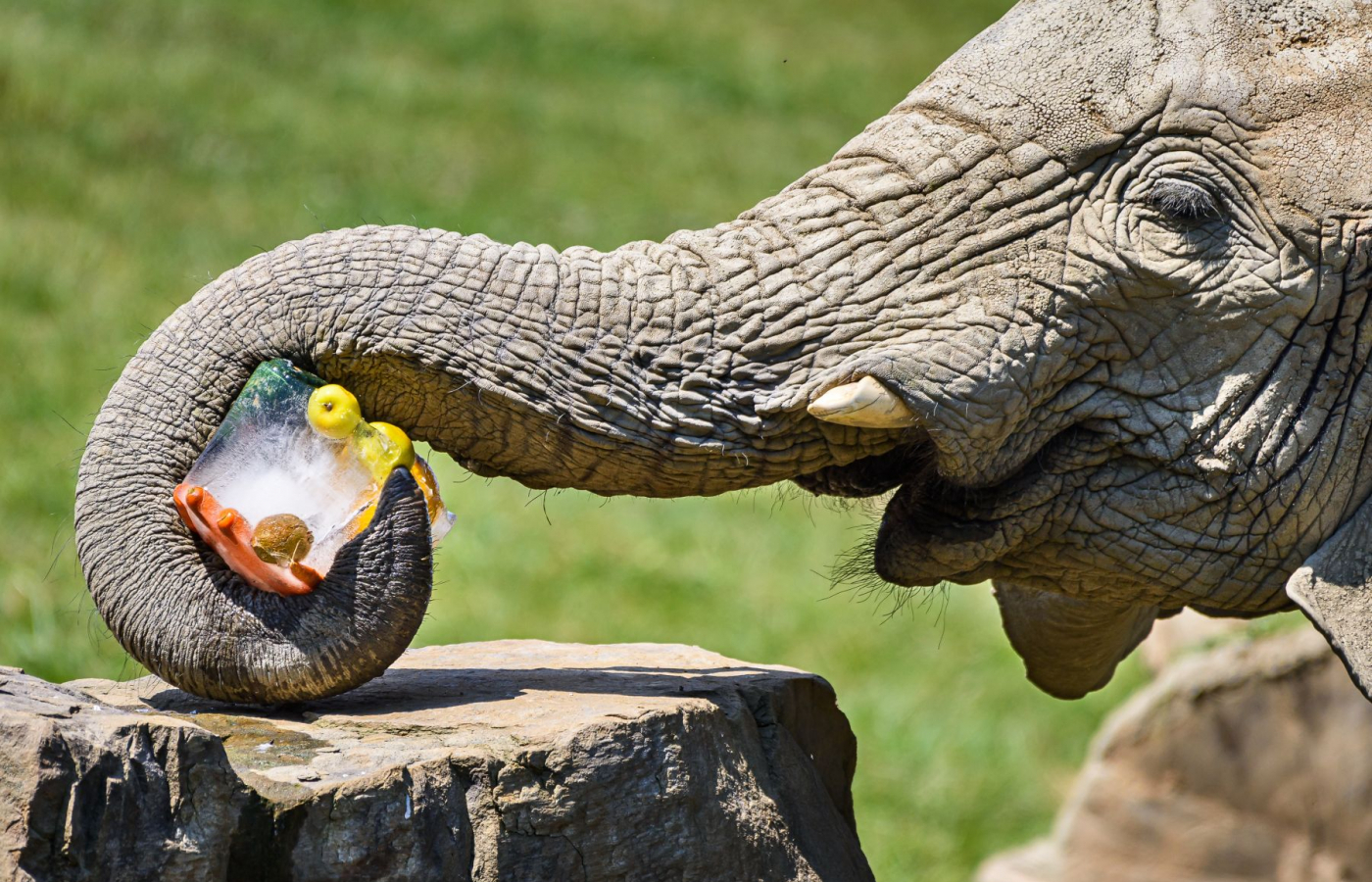 Our animals in tropical heats