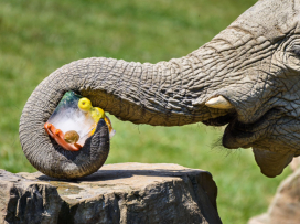 Our animals in tropical heats