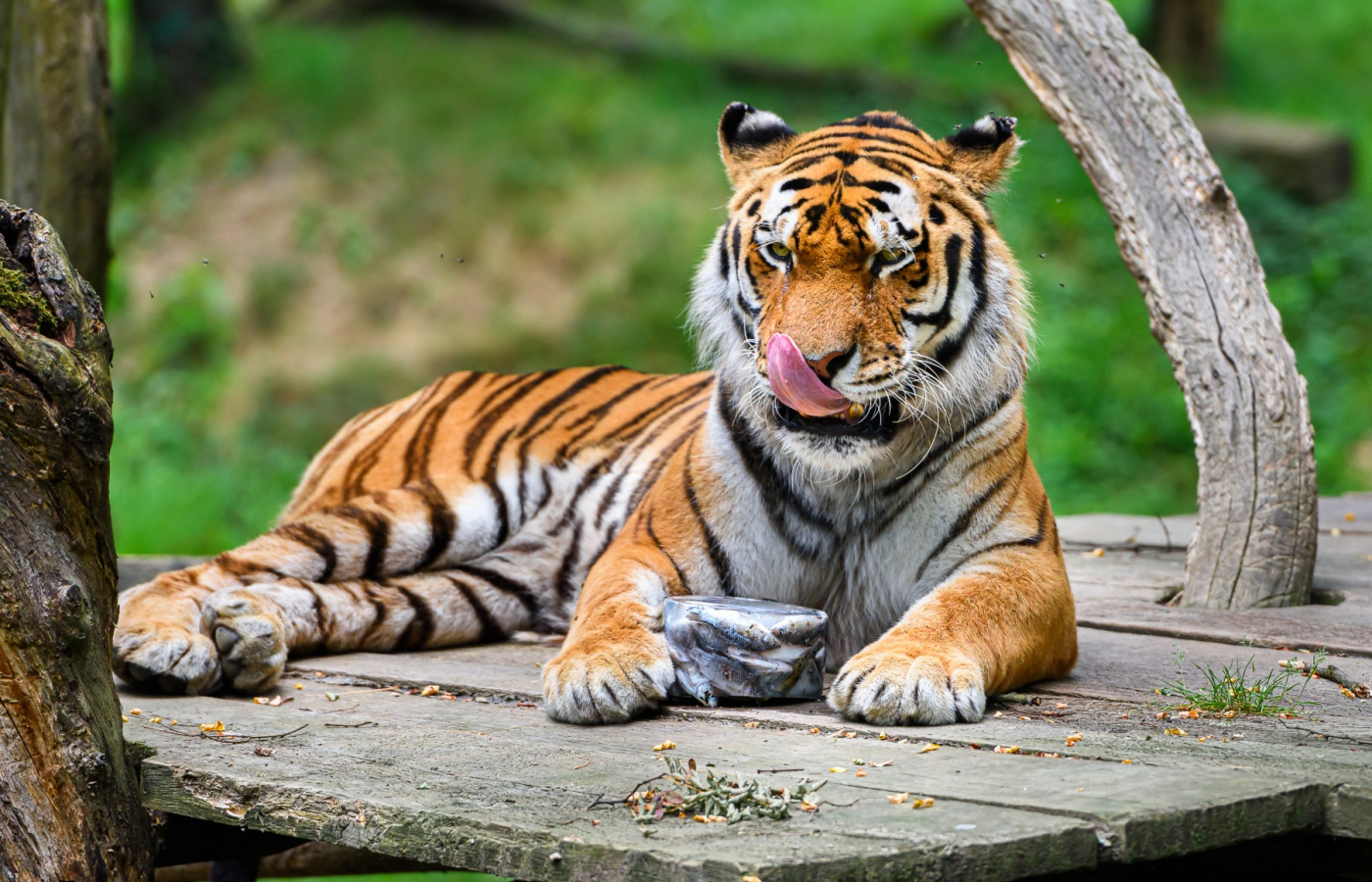 Our animals in tropical heats