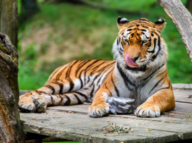 Our animals in tropical heats