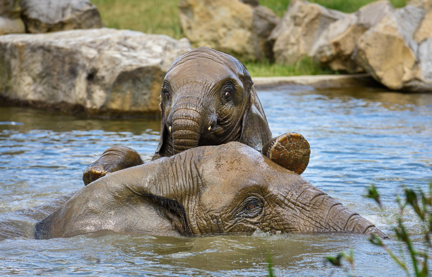 Our animals in tropical heats
