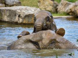 Our animals in tropical heats