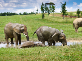 Our animals in tropical heats