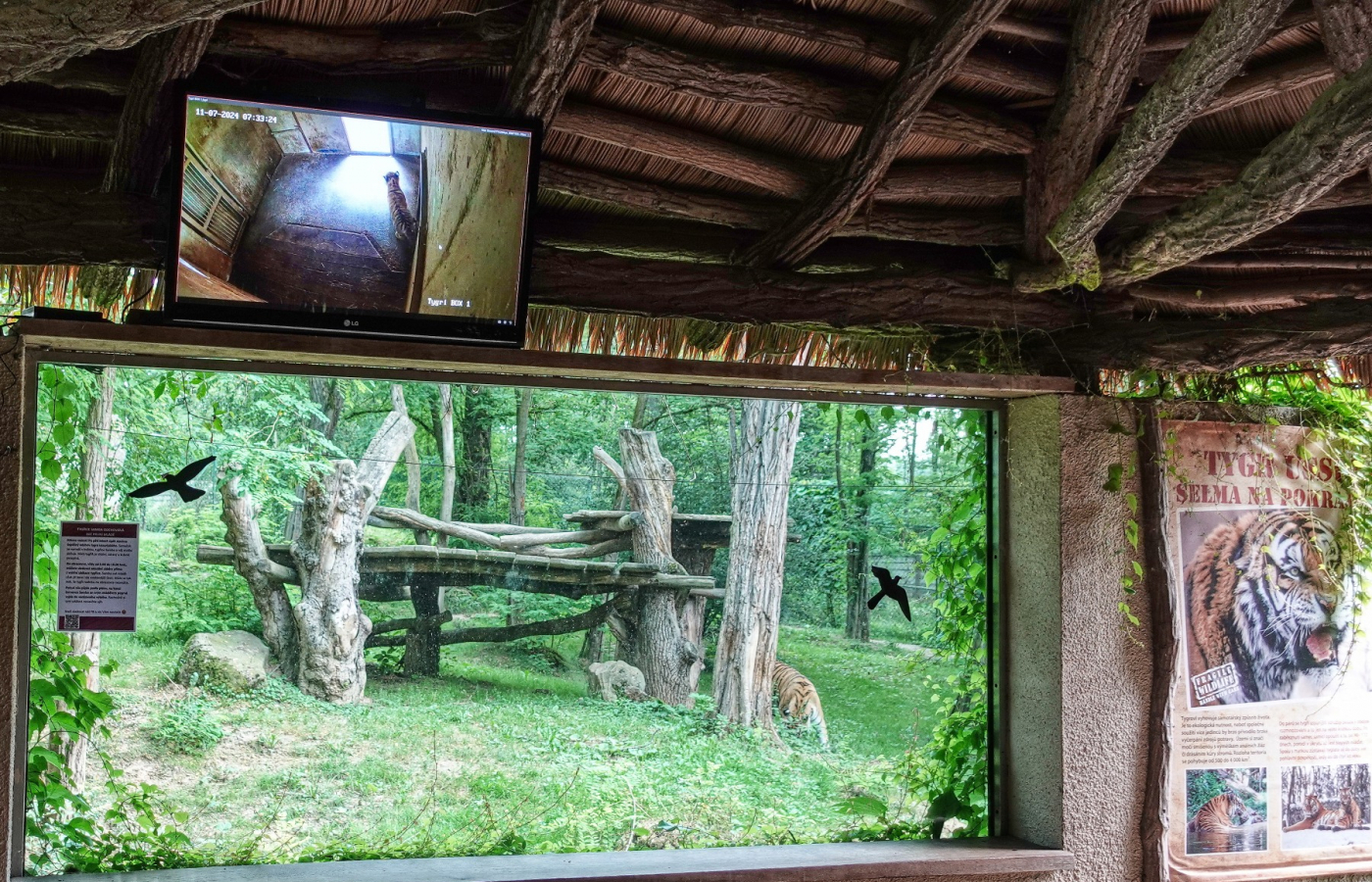 An endangered Siberian tiger cub born!