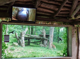 An endangered Siberian tiger cub born!