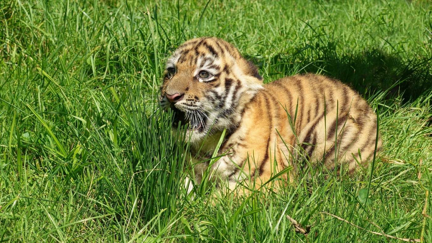 An endangered Siberian tiger cub born!