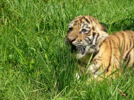 An endangered Siberian tiger cub born!
