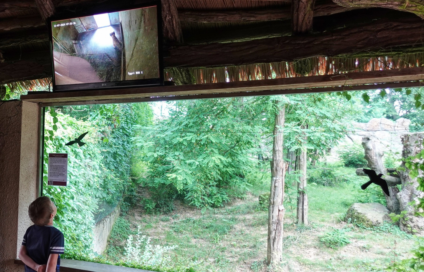 An endangered Siberian tiger cub born!