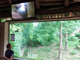 An endangered Siberian tiger cub born!