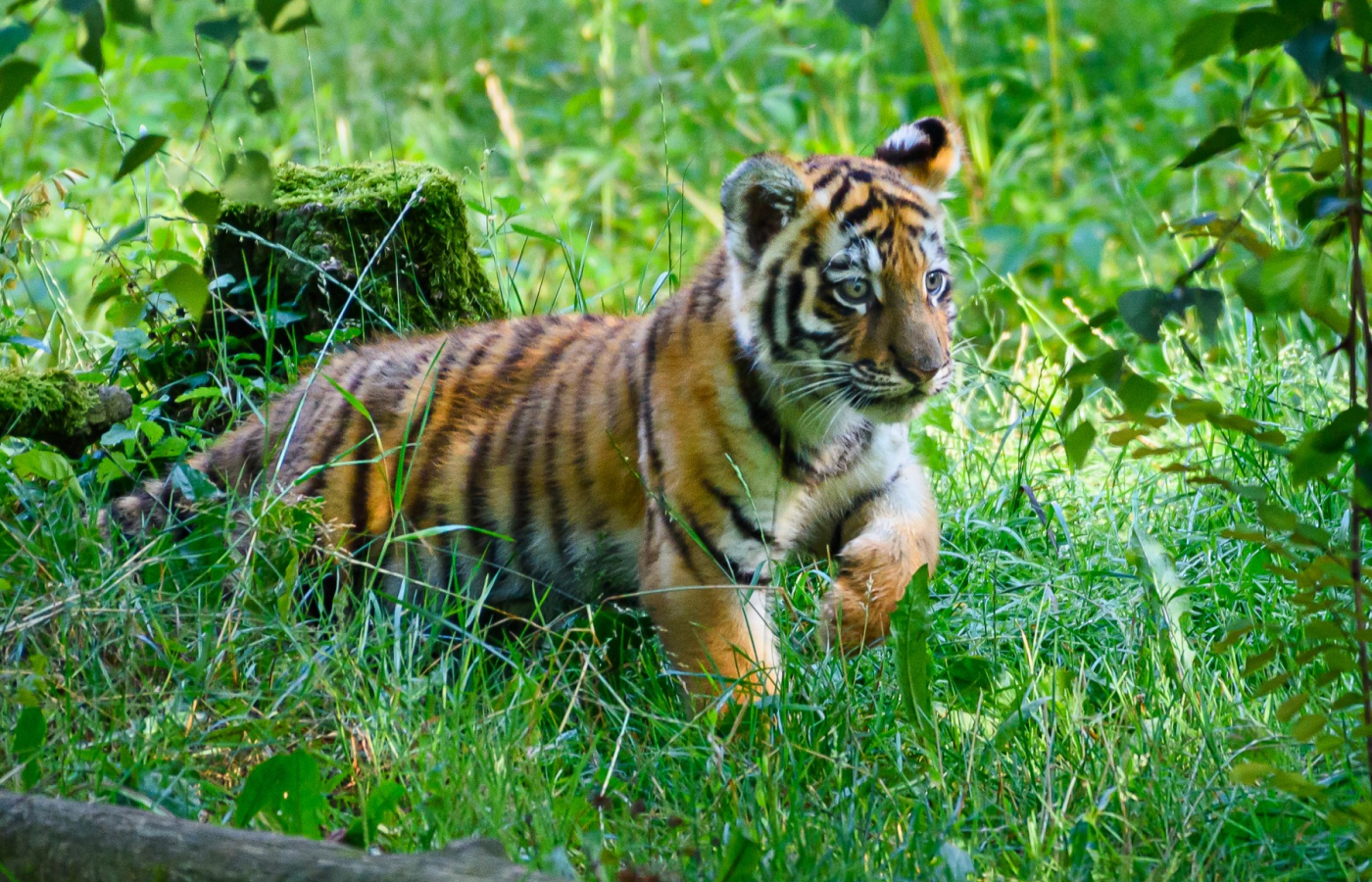 The baby tiger roams it’s outdoor habitat fearlessly