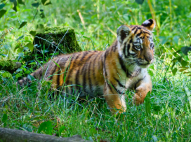 The baby tiger roams it’s outdoor habitat fearlessly