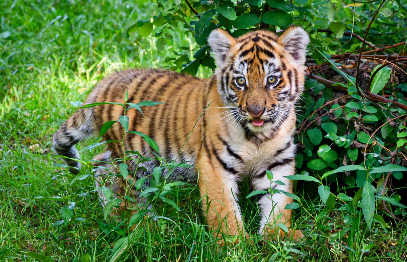 The baby tiger roams it’s outdoor habitat fearlessly