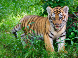 The baby tiger roams it’s outdoor habitat fearlessly