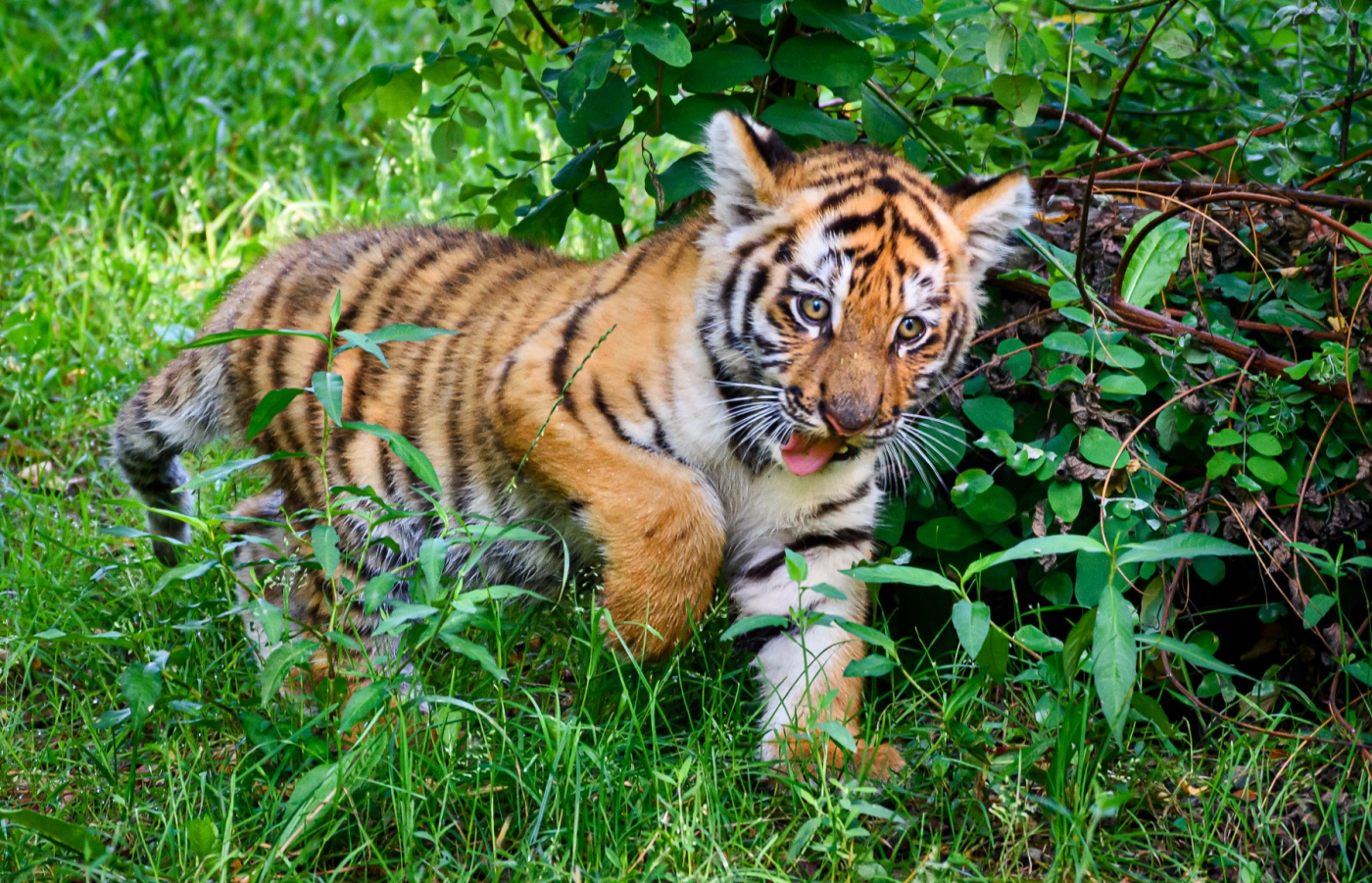 The baby tiger roams it’s outdoor habitat fearlessly