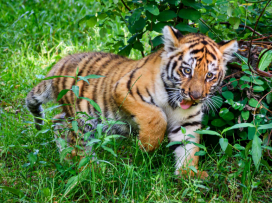 The baby tiger roams it’s outdoor habitat fearlessly
