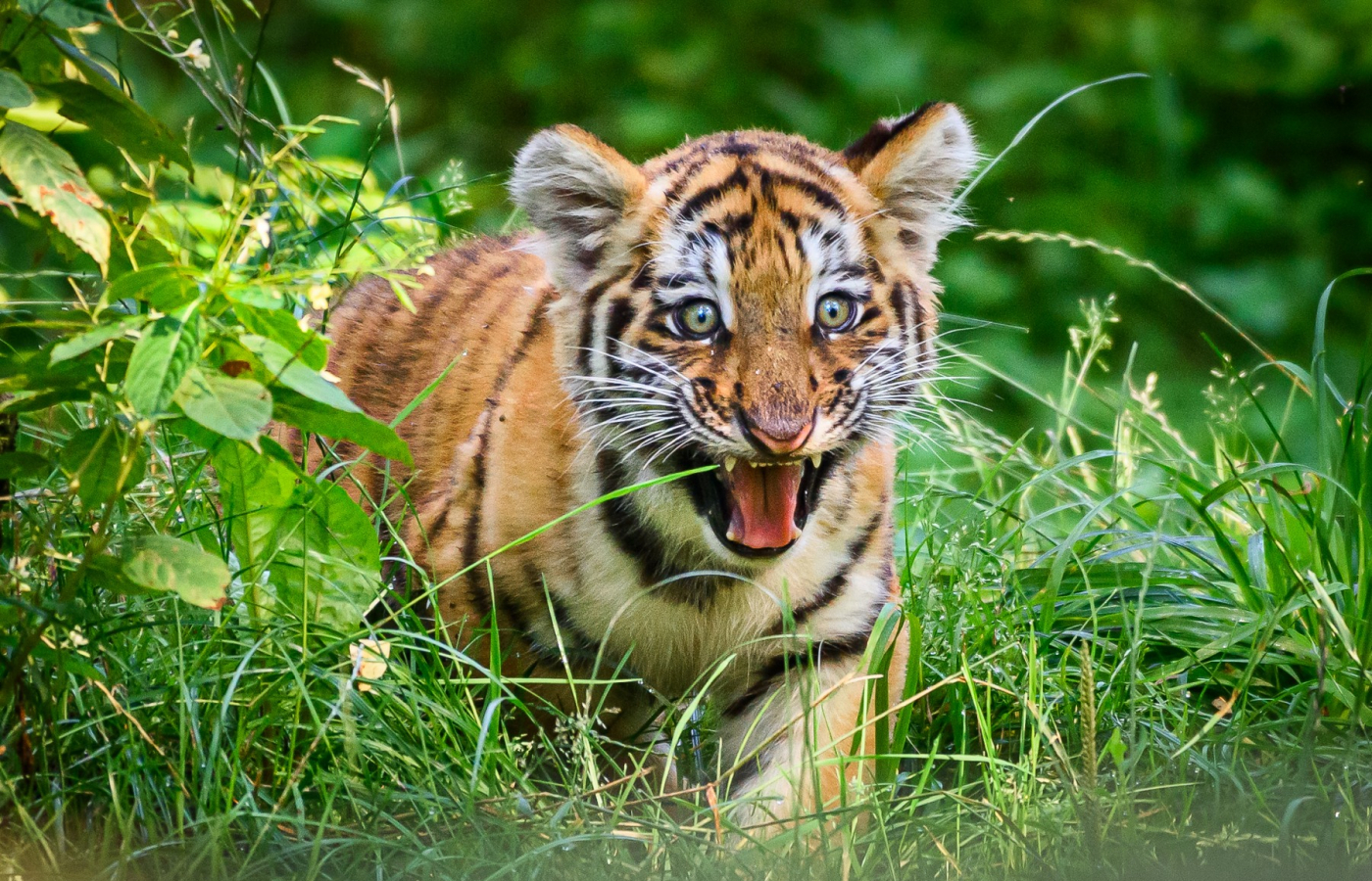 The baby tiger roams it’s outdoor habitat fearlessly
