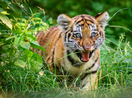 The baby tiger roams it’s outdoor habitat fearlessly
