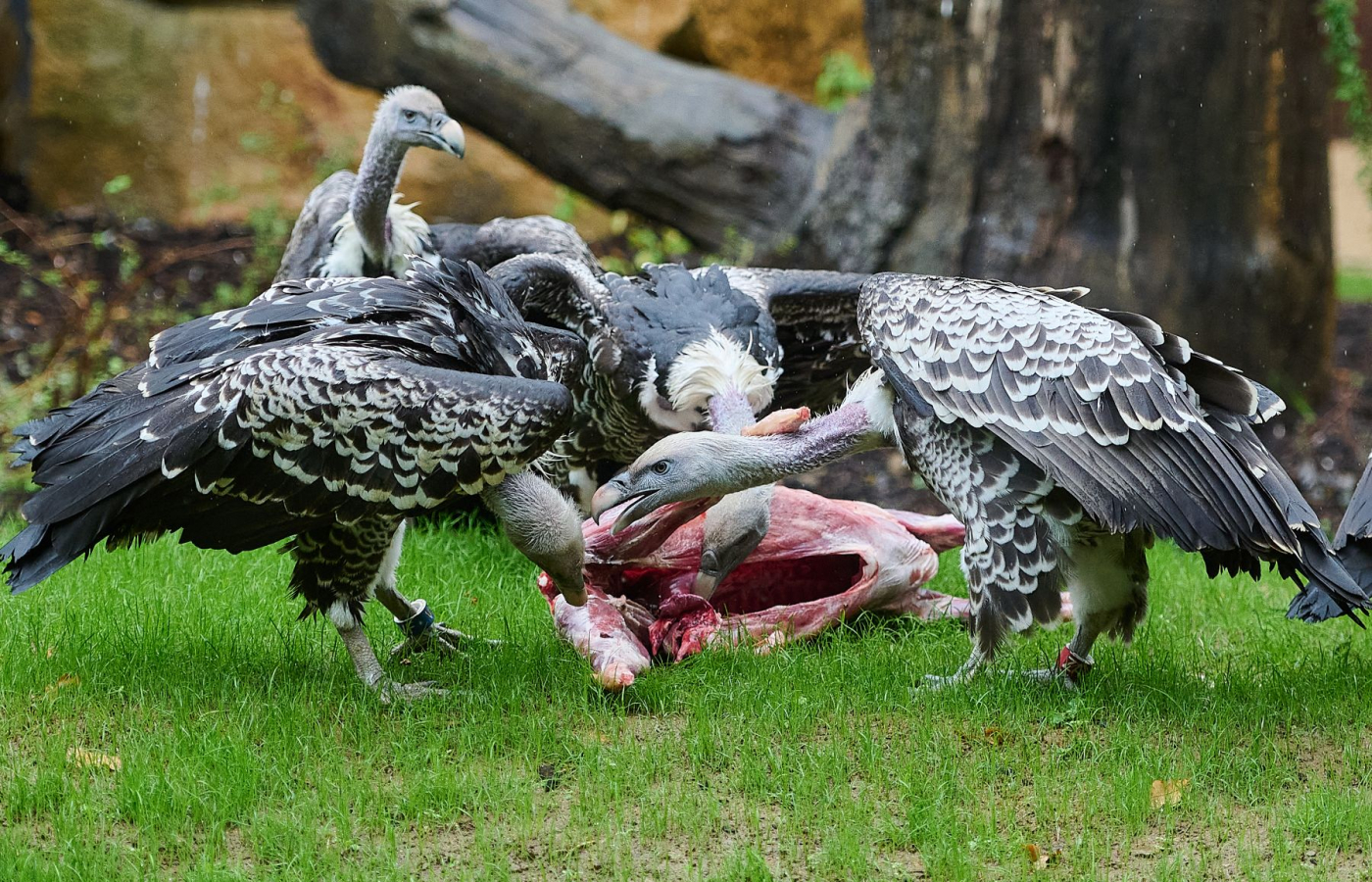 Zážitky v Zoo Zlín