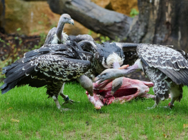 Zážitky v Zoo Zlín