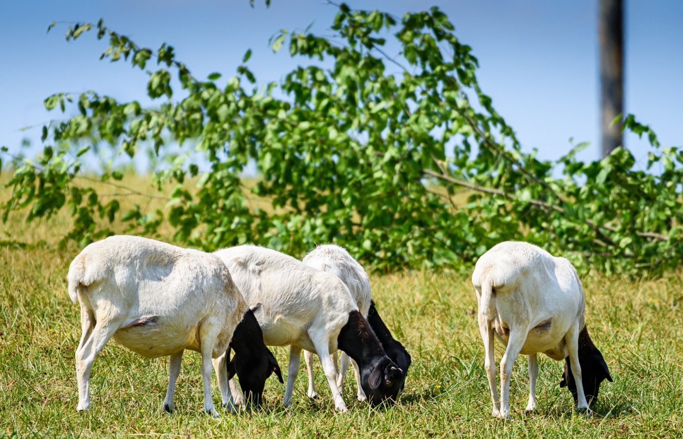 From now on, our elephants and sheeps share the same enclosure