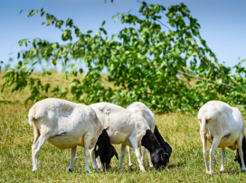 From now on, our elephants and sheeps share the same enclosure