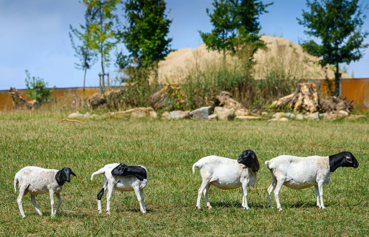From now on, our elephants and sheeps share the same enclosure