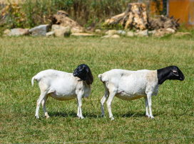 From now on, our elephants and sheeps share the same enclosure