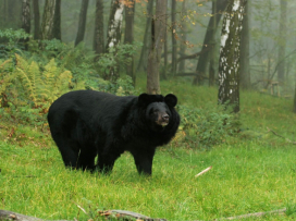 Zoo Zlín přesune medvěda ušatého do nového komfortního výběhu v ostravské zoo