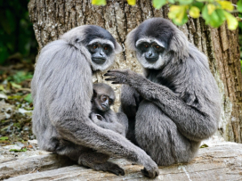 Zoo Zlín letos dokončí opravu ubikace gibonů stříbných, návštěvníci je tak uvidí i v zimě