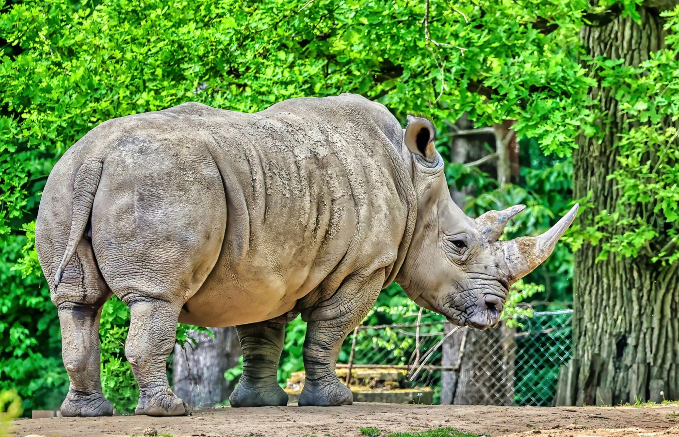 Očekáváme první mláděte nosorožce tuponosého jižního za 45 let chovu