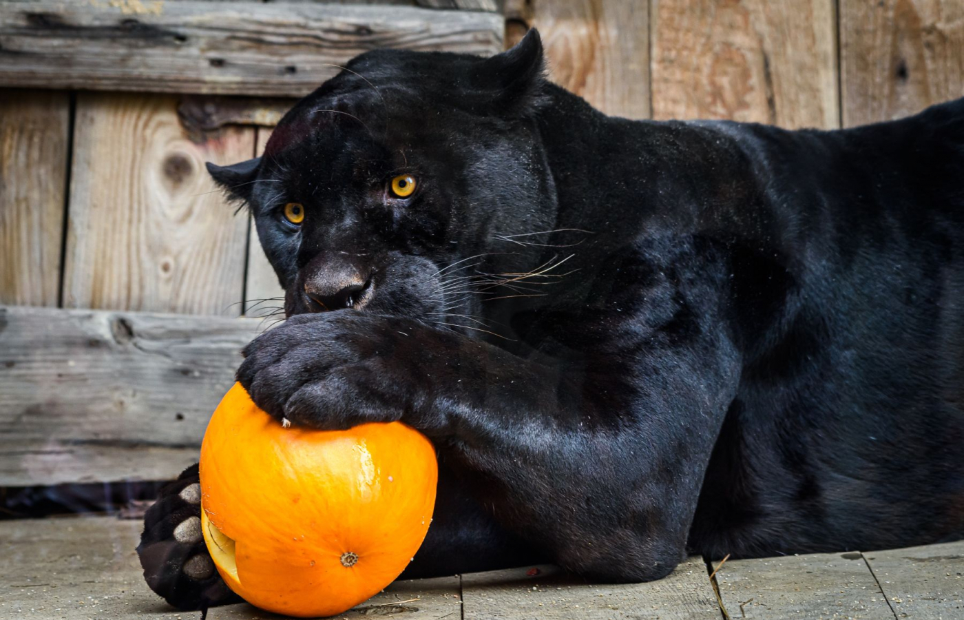 Halloween přilákal téměř 35 000 návštěvníků!