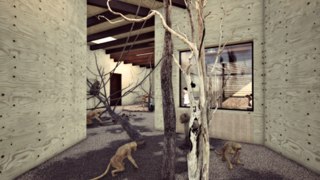 The renovation of the indoor habitat of Moloch gibbons about to finish, the visitors to observe the species in winter