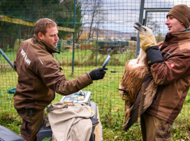 Odeslali jsme další 2 supy k vypuštění v Bulharsku