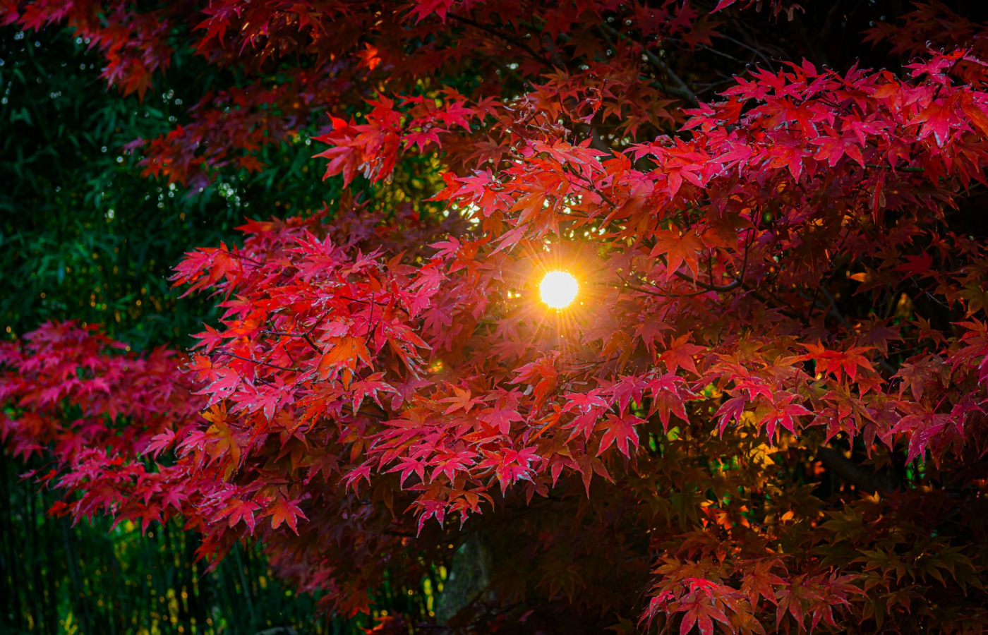 Colorful fall season in the zoo