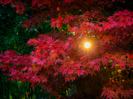 Colorful fall season in the zoo