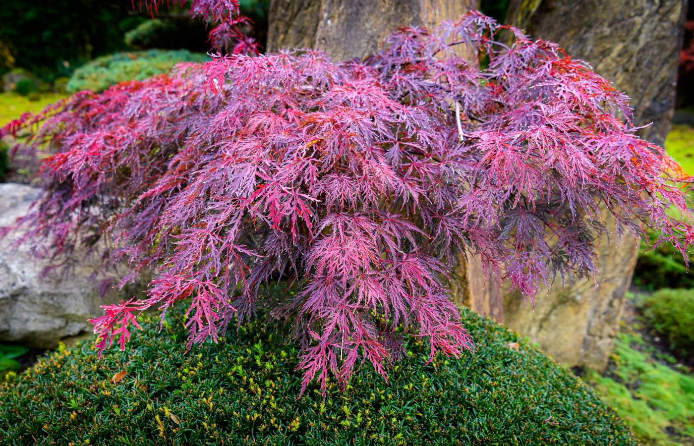 Colorful fall season in the zoo
