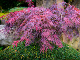 Colorful fall season in the zoo