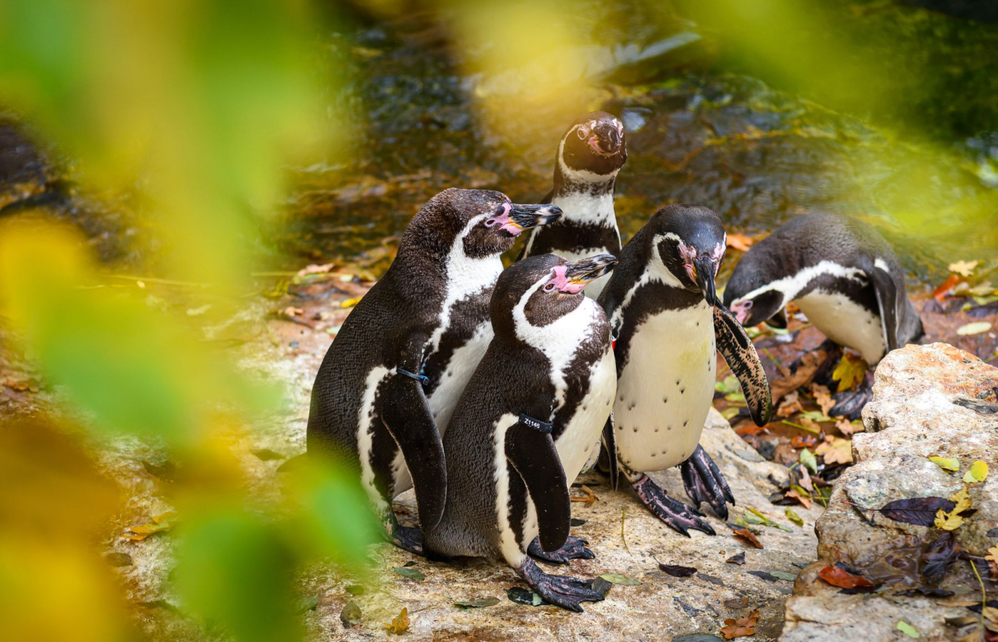 Colorful fall season in the zoo