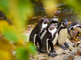 Colorful fall season in the zoo