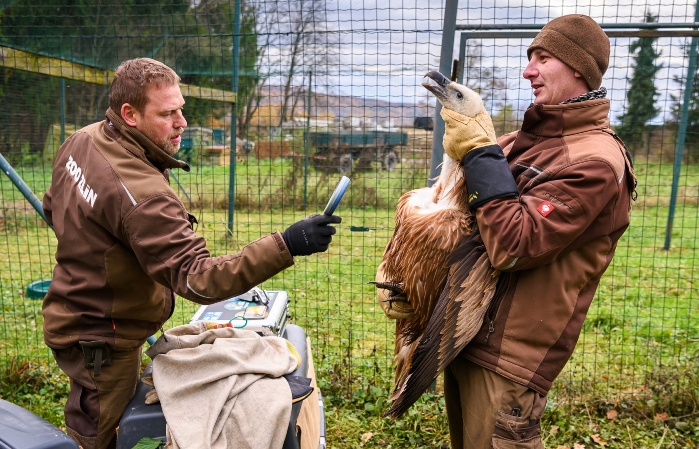 Two more vultures to be released