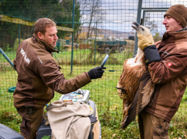 Two more vultures to be released